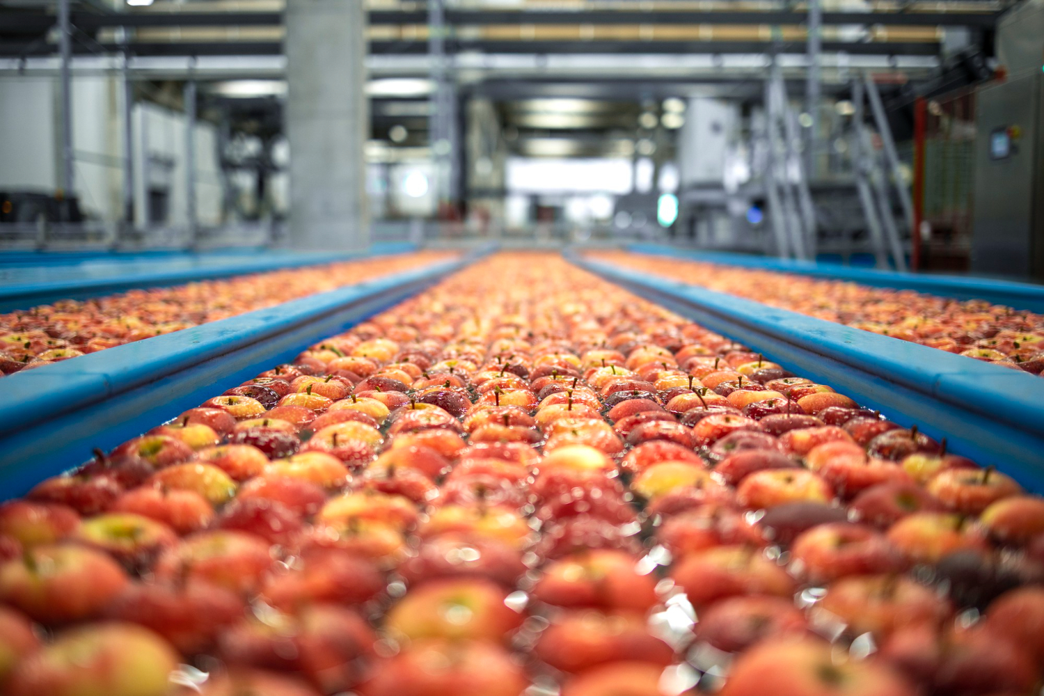 interior-planta-procesamiento-alimentos-manzanas-flotando-transportadores-tanques-agua-que-lavan-clasifican-transportan-lineas-empaque