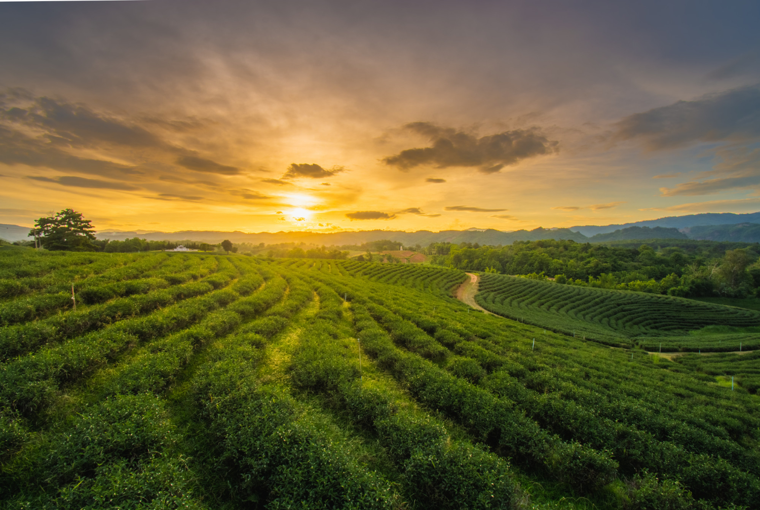puestas-sol-hermosas-plantacion-te-chui-fong-provincia-chiang-rai-al-norte-tailandia